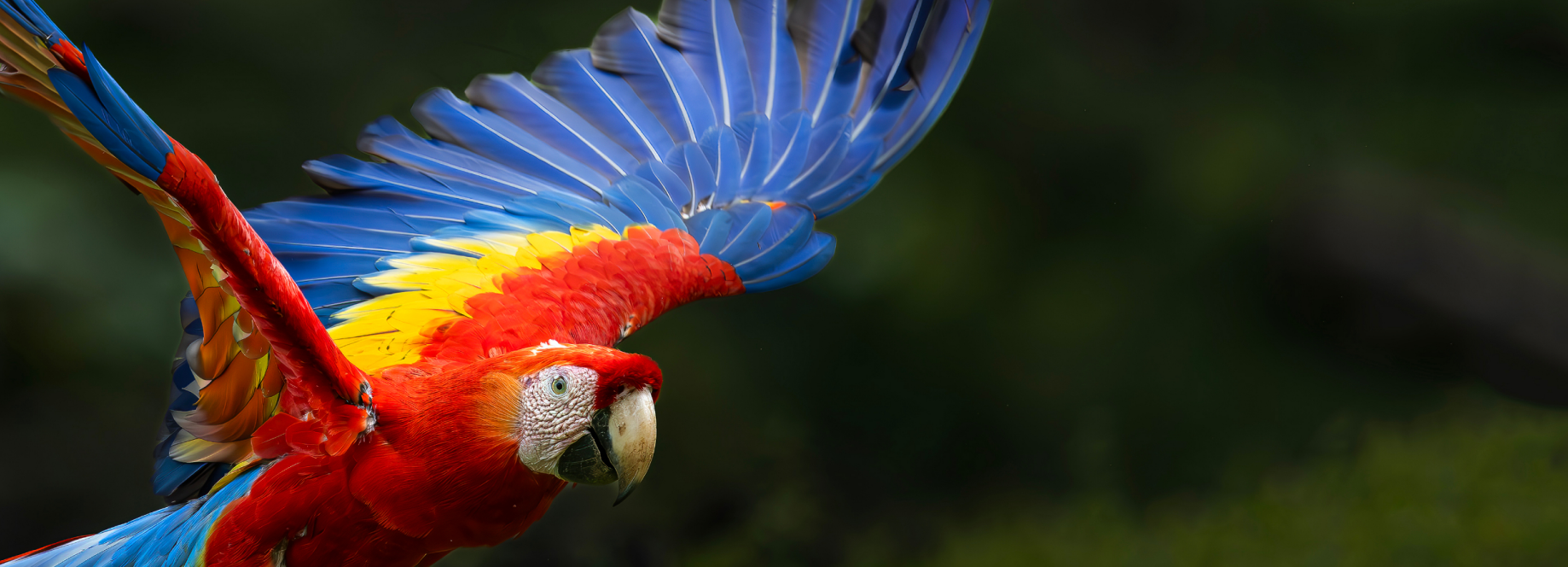 Arara — symbol of Brazil's natural richness