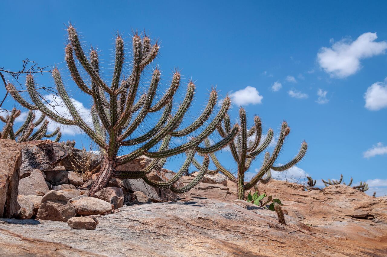 Caatinga